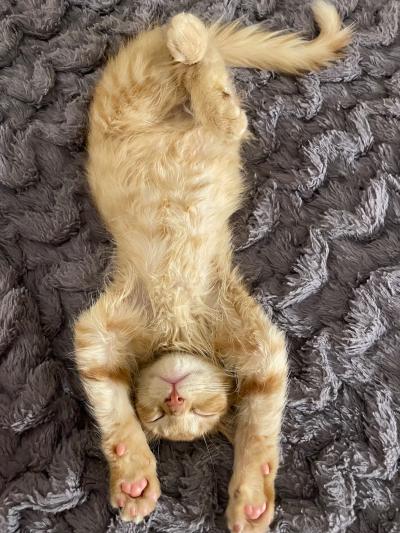 Paul the orange tabby kitten sleeping upside down with front paws stretched out on a gray fuzzy blanket