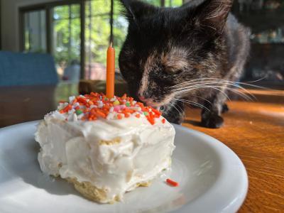 Piper the tortoiseshell cat sniffing a piece of cake with sprinkles and an orange candle