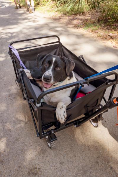 A dog outside lying in a stroller