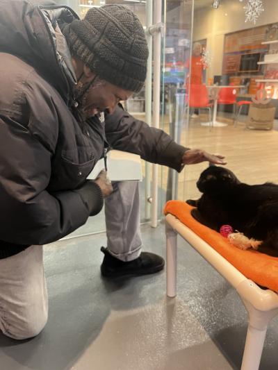 Irving the cat on an elevated bed being petted on the head by his new person
