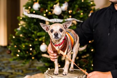 Person's arm around a senior dog in front of a Christmas tree