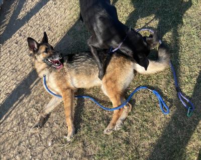 Nala lying down outside playing with another dog