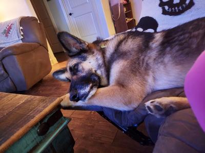 Nala the dog lying comfortably on a couch in her home