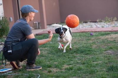 Person throwing a ball for Boston the dog to chase