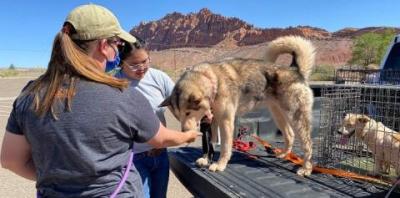 Husky dog and another dog in a crate in bed of truck greeting two volunteers