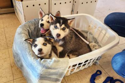 Litter of three puppies in a laundry basket