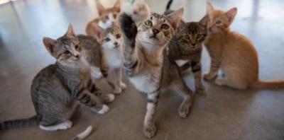 Seven kittens sitting together