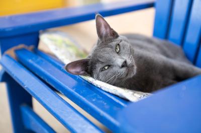Gray cat lying on a blue chair made by volunteer Curtis McIff