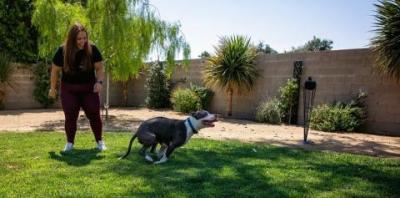 Gray and white pit bull type dog taking off running with woman standing behind