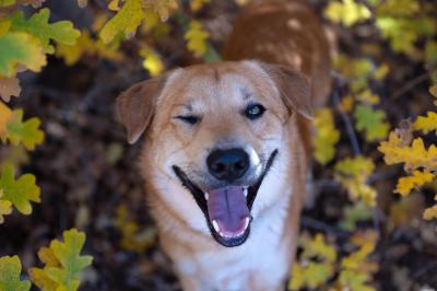 Newhart the dog winking, surrounded by autumn leaves