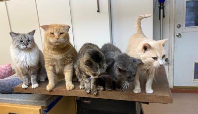 Big Red the cat sitting together with four other cats