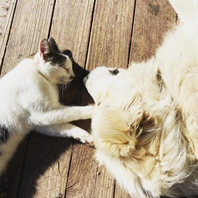 Agave/Patch  the cat lying next to a great Pyrenees dog on a wooden deck
