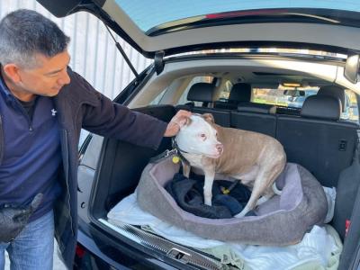 Brimley the dog in a bed in the back of a hatchback car with a person petting him