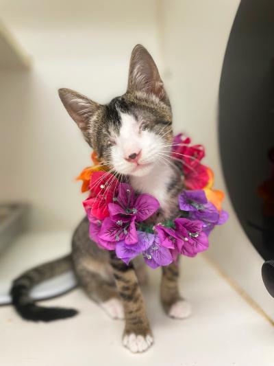 Sally May the kitten with no eyes, wearing a colorful, flower lei