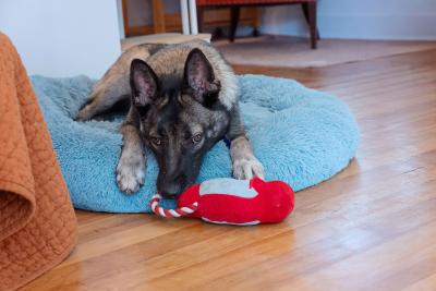Nicky the dog on a dog bed beside a toy