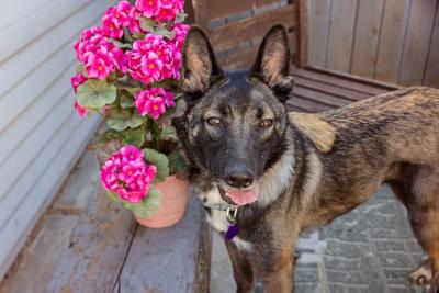 Nicky the dog standing beside some flowers