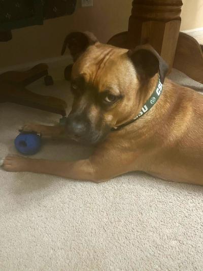 Nigel the dog lying on the floor with a toy
