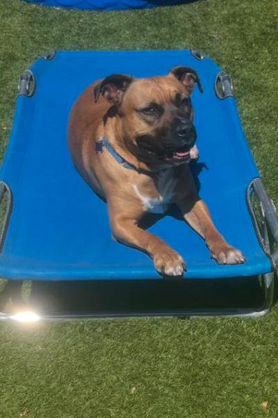 Nigel the dog on a raised dog bed