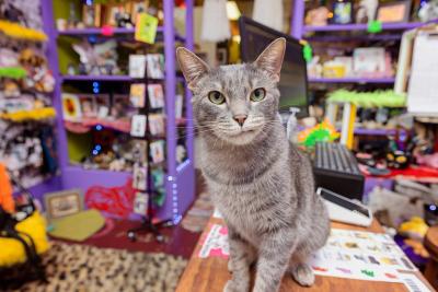 Nigel the gray tabby in the shop with a colorful background