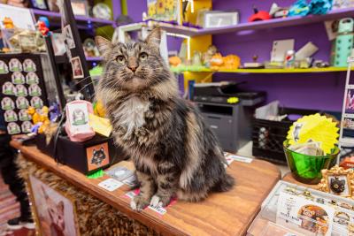 Franklin the fluffy brown tabby cat on a desk in the shop with a colorful background