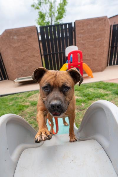 Nigel the dog walking up a children's slide