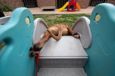 The back legs and tail of Nigel the dog sliding down a children's slide