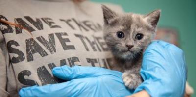Person holding a kitten