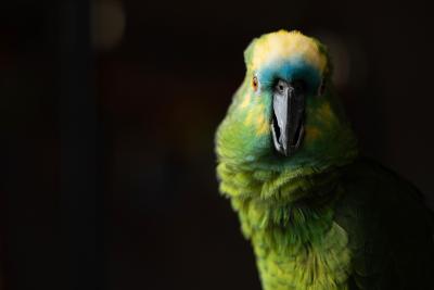 Green and yellow parrot looking straight ahead with a dark background