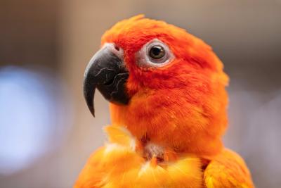 Profile of an orange parrot