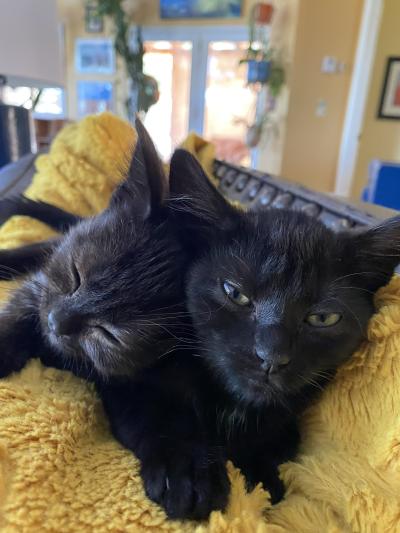 Nosh and Gigi the kittens snuggling together