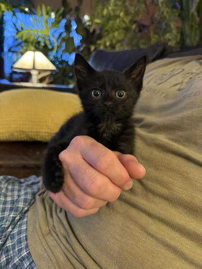 Nosh the kitten snuggling with a person