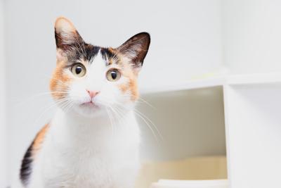 Nova the calico cat in front of a white cubby hole