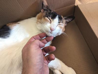 Person scratching the chin of Nova the cat who is lying in a box