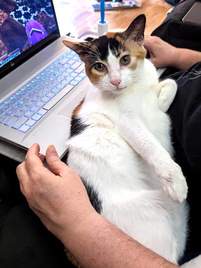 Nova the cat lying in a person's lap who is working on a laptop computer