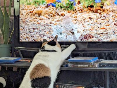 Nova the cat pawing at the television that's featuring a bird