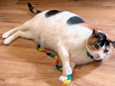 Nova the cat lying on her side on a wooden floor with a rainbow-colored toy
