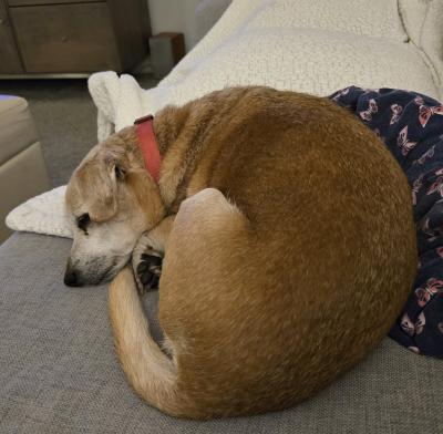 Nuggie the dog curled up sleeping on the couch