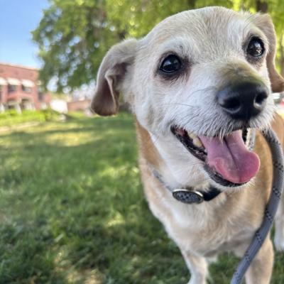 Nuggie the dog outside with tongue out
