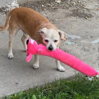 Nuggie the dog with a long pink toy in his mouth