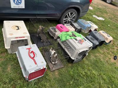 Crates outside on grass containing cats from the seizure