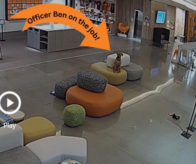 Screen shot from security video of Officer Ben the dog sitting on a cushion at the lifesaving center, with an orange arrow pointing at him with the words, "Officer Ben on the job"
