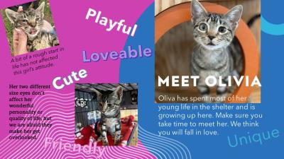 Promotion to get Olivia the kitten adopted, including photos and information about her