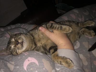 Olivia the cat lying down and a person's hand petting her under her front paw