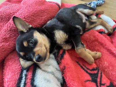 Puppy lying on a red blanket