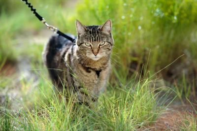 Brown tabby cat on a leash outside walking in grass