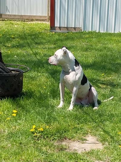 Oreo the dog sitting in green grass