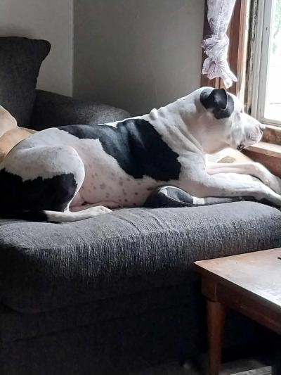 Oreo the dog looking out a window at his home