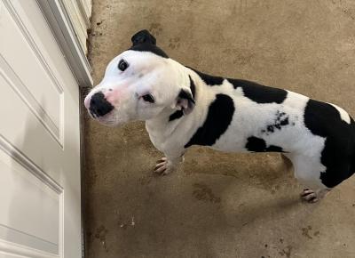 Oreo the dog at adoption intake