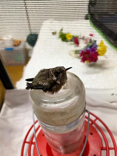 The baby hummingbird sitting on a hummingbird feeder, with flowers in the background