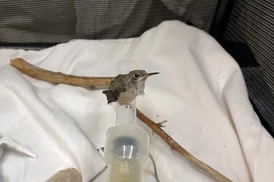 The baby hummingbird sitting on the feeding syringe